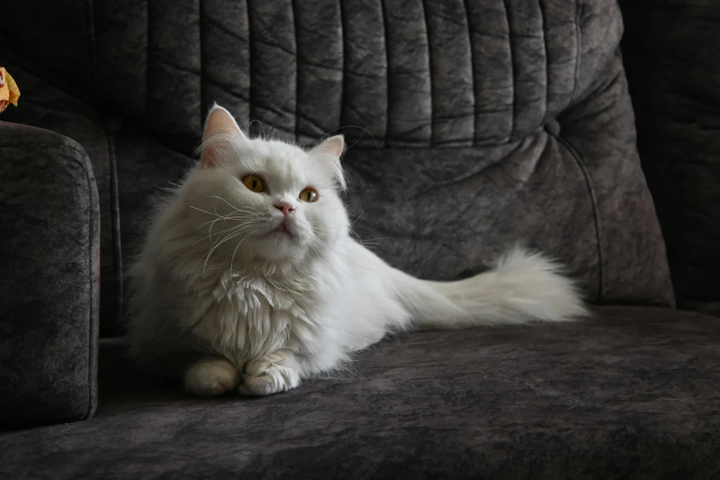 Weird Things You Didn't Know About Your Cat: 10 Fascinating Fun Facts Every Cat Owner Should Discover