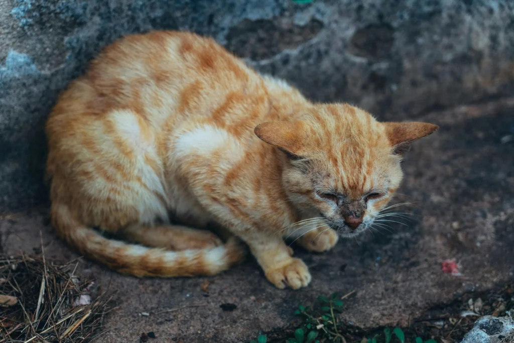 Cat Throwing Up Food But Acting Normal: The Complete Medication Guide 2026