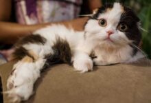 Discover 10 Fascinating Fun Facts about Your Pet Cat