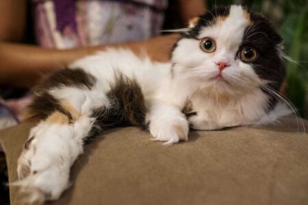 Weird Things You Didn't Know About Your Cat: 10 Fascinating Fun Facts Every Cat Owner Should Discover