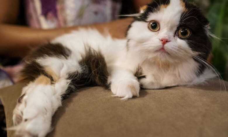 Discover 10 Fascinating Fun Facts about Your Pet Cat