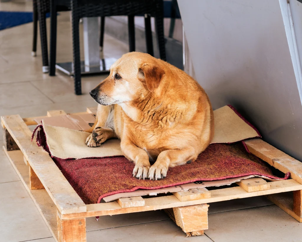 Free Insulated DIY Dog House Plans: Build Your Dog a Stylish Home in 2026