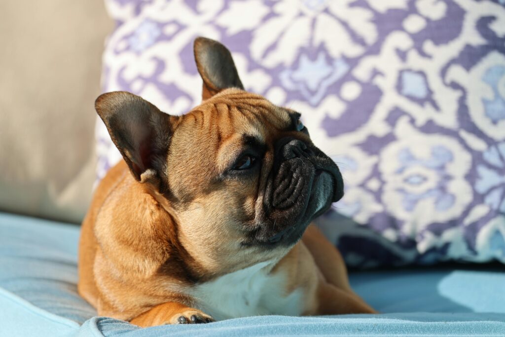 How to Prevent French Bulldog Breathing Problems: The Complete French Bulldog Health Guide 2026