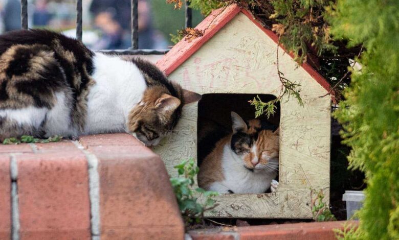 Build Your Cat a Purrfect Palace: Free DIY Cat Treehouse Plans