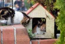 Build Your Cat a Purrfect Palace: Free DIY Cat Treehouse Plans