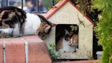 Build Your Cat a Purrfect Palace: Free DIY Cat Treehouse Plans