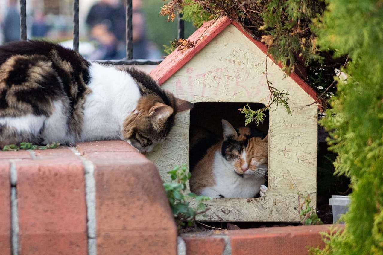 Build Your Cat a Purrfect Palace: Free DIY Cat Treehouse Plans