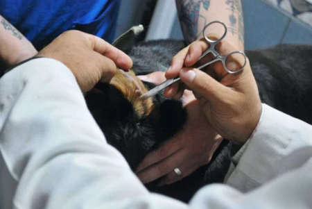 How to Get Rid of Dog Ear Mites at Home: The Complete Causes, Symptoms and Treatment Guide 2026 How to Get Rid of Dog Ear Mites at Home: The Complete Causes, Symptoms and Treatment Guide 2026