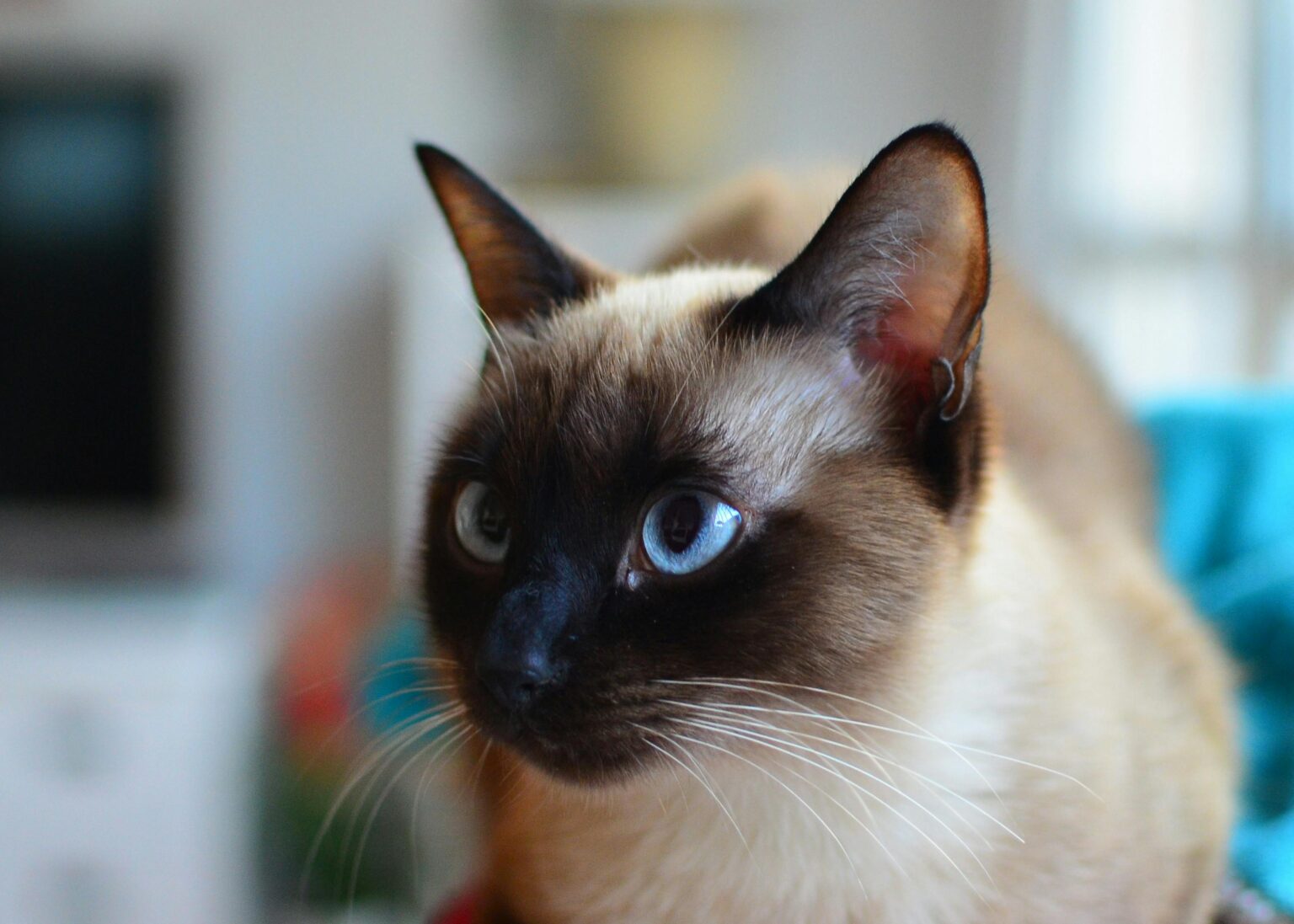 Living With a Siamese Cat Pros and Cons: The Complete Siamese Cat Personality Guide 2026