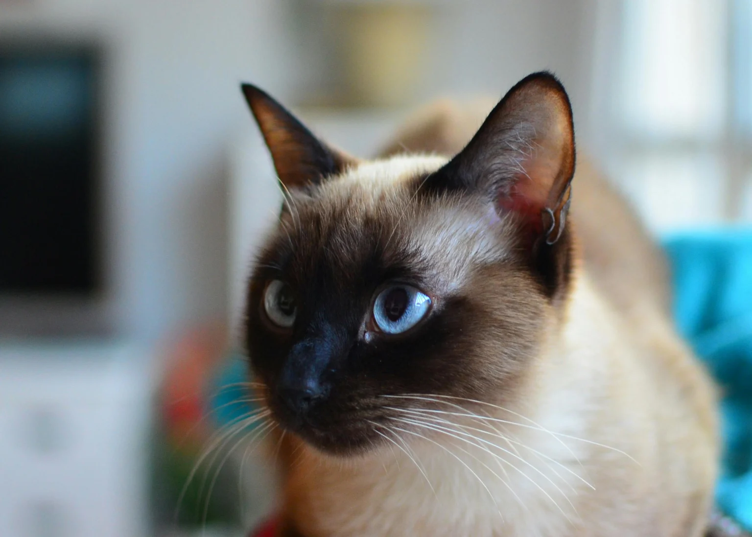 Living With a Siamese Cat Pros and Cons: The Complete Siamese Cat Personality Guide 2026 Living With a Siamese Cat Pros and Cons: The Complete Siamese Cat Personality Guide 2026