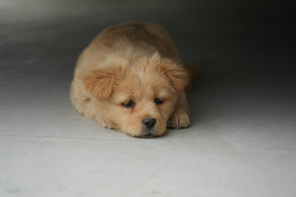 How to Firm Up Puppy Poop Quickly: The Complete Puppy Diarrhea Management Handbook 2026