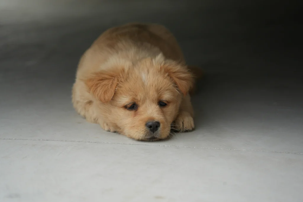 How to Firm Up Puppy Poop Quickly: The Complete Puppy Diarrhea Management Handbook 2026