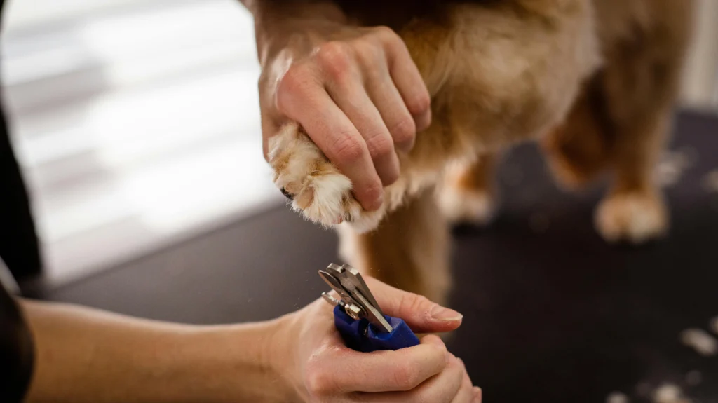 How to Trim Arthritic Dog Nails: The Complete Gentle Nail Care Guide 2026