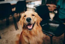 Golden Retriever Puppy Training Tips: Nurturing Your New Companion