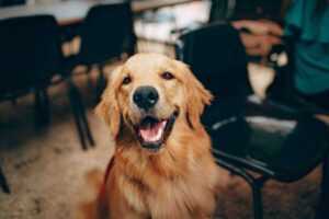 First Week With a Golden Retriever Puppy: The Complete Training and Nurturing Guide 2026