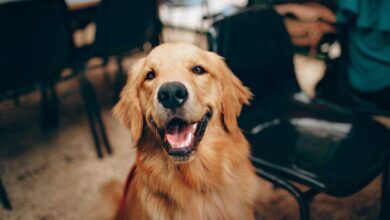 Golden Retriever Puppy Training Tips: Nurturing Your New Companion