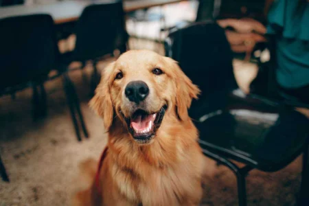 First Week With a Golden Retriever Puppy: The Complete Training and Nurturing Guide 2026 First Week With a Golden Retriever Puppy: The Complete Training and Nurturing Guide 2026