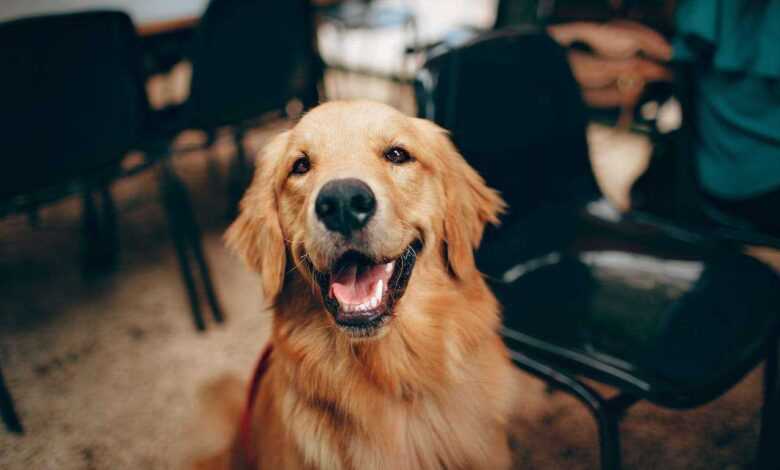 Golden Retriever Puppy Training Tips: Nurturing Your New Companion