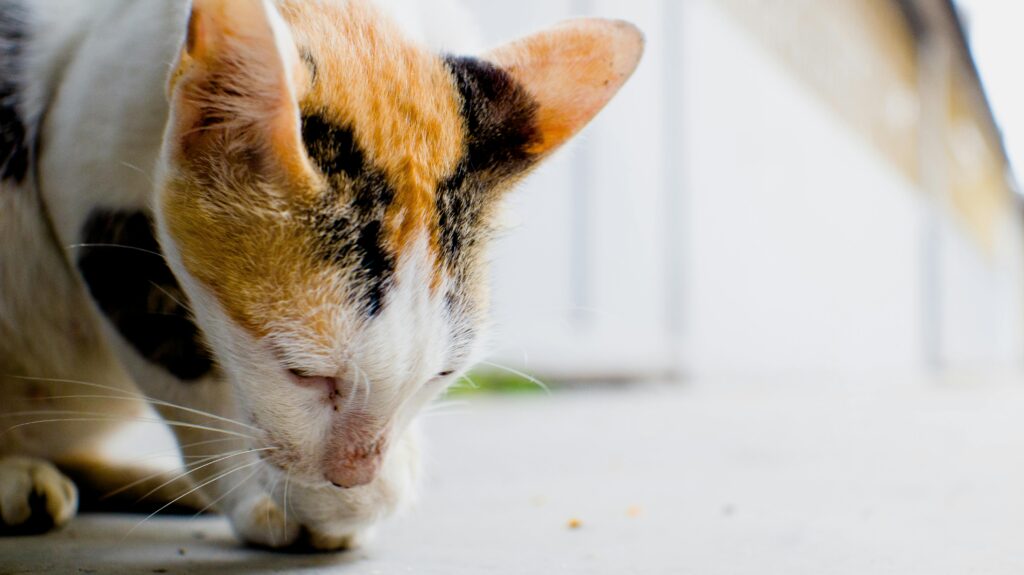Cat Throwing Up Food But Acting Normal: The Complete Medication Guide 2026