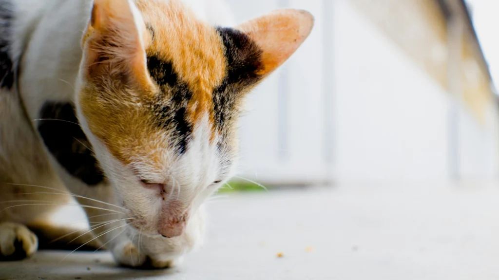Cat Throwing Up Food But Acting Normal: The Complete Medication Guide 2026