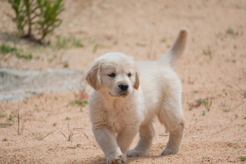 First Week With a Golden Retriever Puppy: The Complete Training and Nurturing Guide 2026