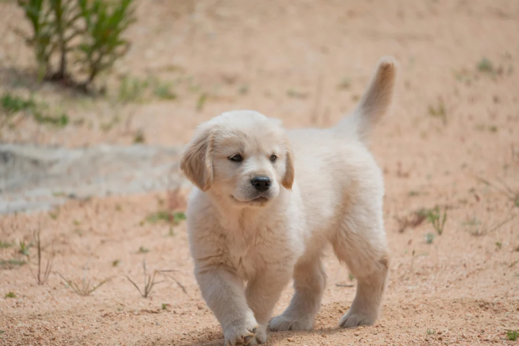 First Week With a Golden Retriever Puppy: The Complete Training and Nurturing Guide 2026