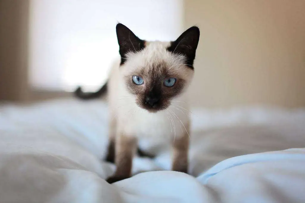 Living With a Siamese Cat Pros and Cons: The Complete Siamese Cat Personality Guide 2026