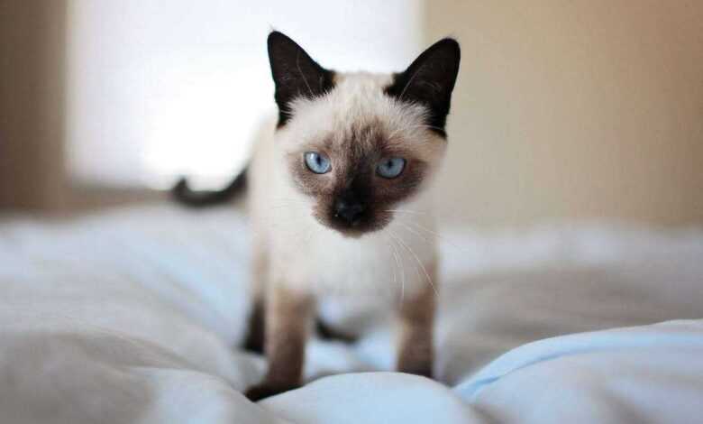Unveiling the Mystique: Siamese Cat Personality Traits