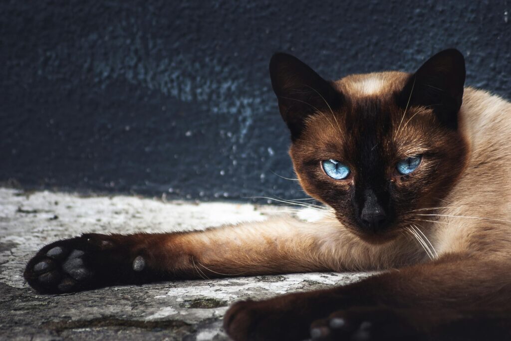 Living With a Siamese Cat Pros and Cons: The Complete Siamese Cat Personality Guide 2026