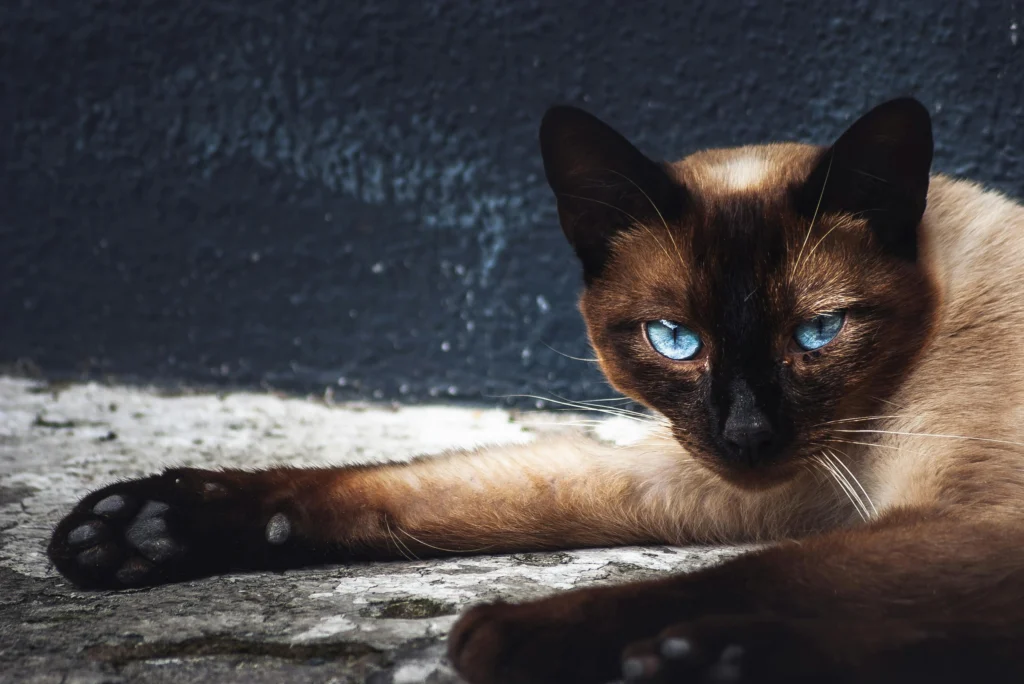 Living With a Siamese Cat Pros and Cons: The Complete Siamese Cat Personality Guide 2026