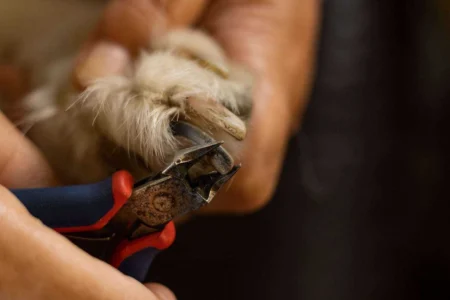 How to Trim Arthritic Dog Nails: The Complete Gentle Nail Care Guide 2026 How to Trim Arthritic Dog Nails: The Complete Gentle Nail Care Guide 2026