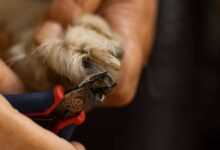Gentle Nail Clipping: Caring for a Dogs with Arthritis