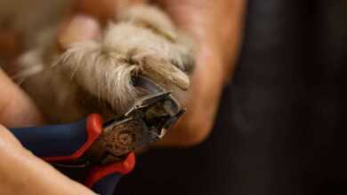 Gentle Nail Clipping: Caring for a Dogs with Arthritis