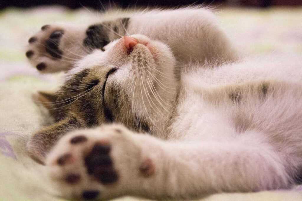When to Worry About a Sneezing Cat: The Complete Guide 2026 When to Worry About a Sneezing Cat: The Complete Guide 2026