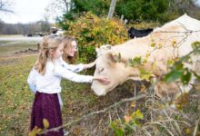 Cow Care Guide: Ensuring Health & Happiness for Your Dexter Cattle