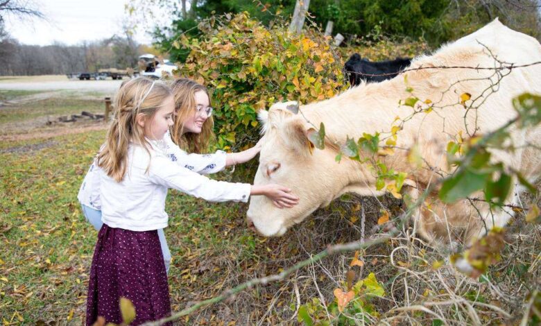 Cow Care Guide: Ensuring Health & Happiness for Your Dexter Cattle