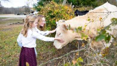 Cow Care Guide: Ensuring Health & Happiness for Your Dexter Cattle