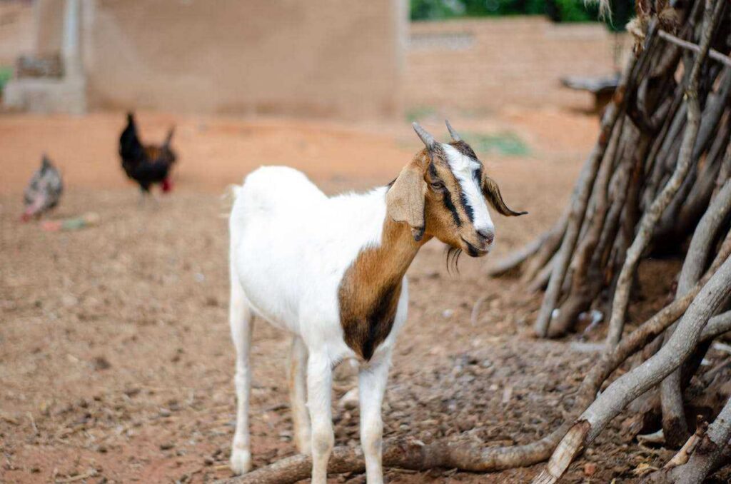 How to Run a Goat Milking Machine on Solar Power: DIY Off-Grid Setup Guide (2026)