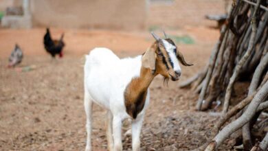 Solar-Powered Goat Milking Machines: Eco-Friendly Solutions