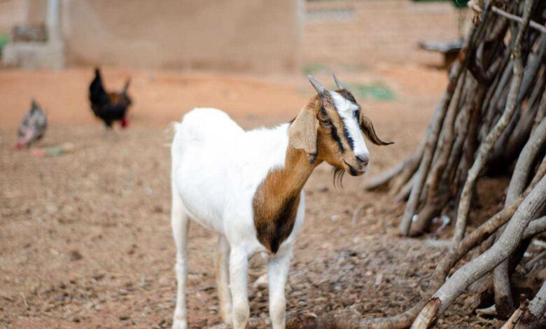 Solar-Powered Goat Milking Machines: Eco-Friendly Solutions