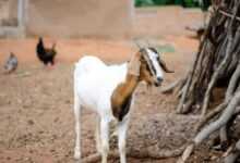 Solar-Powered Goat Milking Machines: Eco-Friendly Solutions