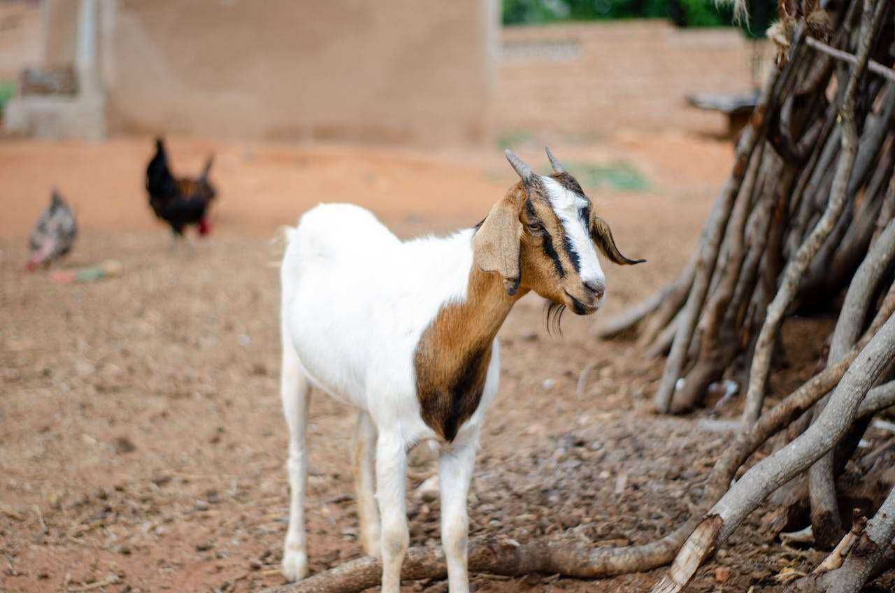 Solar-Powered Goat Milking Machines: Eco-Friendly Solutions