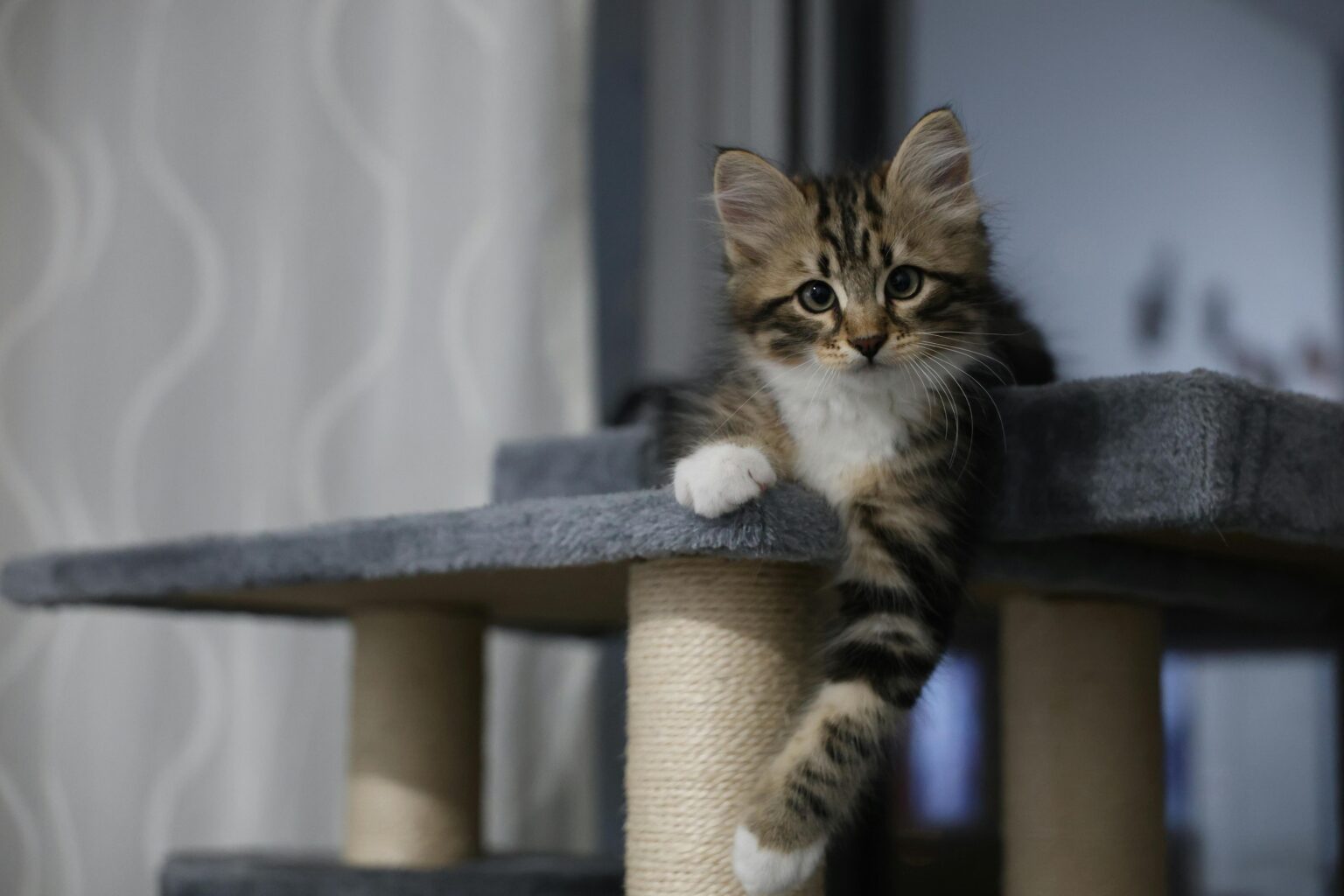 Free DIY Cat Tree Plans With Measurements: Build Your Cat a Purrfect Palace in 2026 Free DIY Cat Tree Plans With Measurements: Build Your Cat a Purrfect Palace in 2026