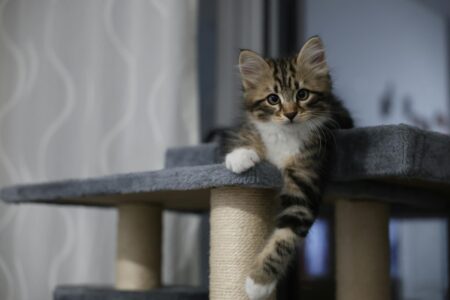Free DIY Cat Tree Plans With Measurements: Build Your Cat a Purrfect Palace in 2026