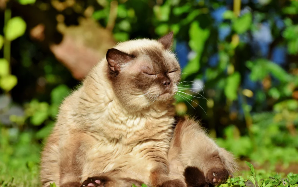 How to Treat Cat Dandruff at Home: The Complete Guide 2026