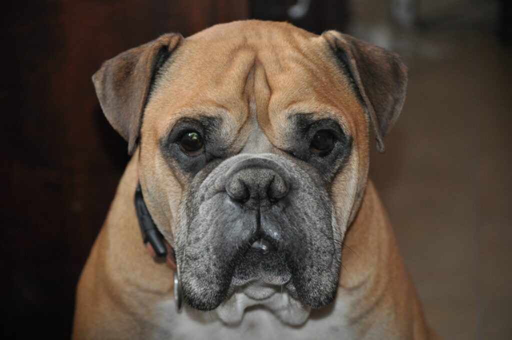 How to Clean French Bulldog Face Wrinkles: The Safe Guide