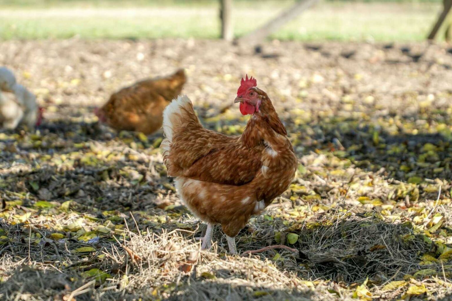 How to Check Backyard Chickens for Early Signs of Illness: 2026 Guide How to Check Backyard Chickens for Early Signs of Illness: 2026 Guide