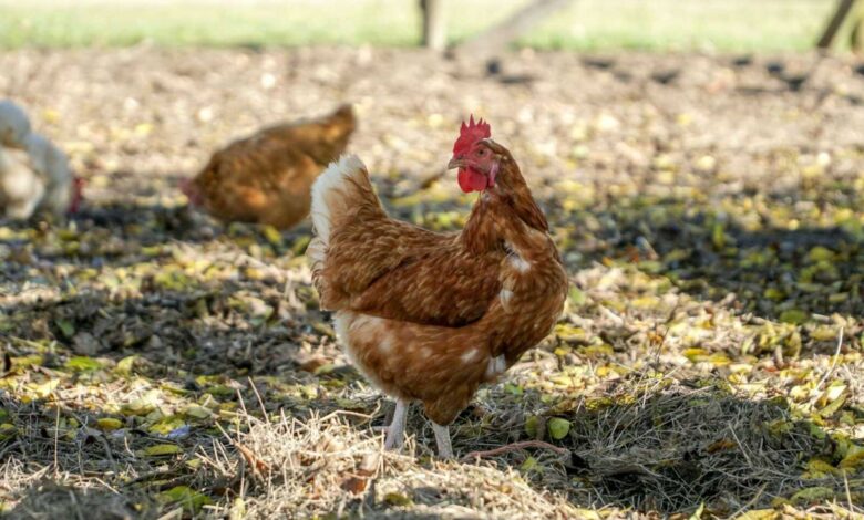 Chicken Wellness: Owning and caring for a Backyard Flock