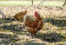 Chicken Wellness: Owning and caring for a Backyard Flock