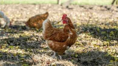Chicken Wellness: Owning and caring for a Backyard Flock